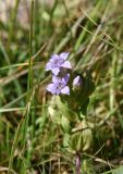 Gentianella biebersteinii