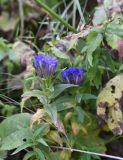 Gentiana septemfida. Верхушки цветущих растений. Чечня, Шаройский р-н, западный склон пер. Цумандинский, выс. 2070 м н.у.м., край небольших зарослей лиственных деревьев. 23 августа 2023 г.