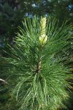 Pinus sibirica