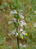 Phlomoides labiosa