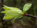 Lonicera xylosteum. Верхушка побега с молодыми листьями. Беларусь, Минская обл., Мядельский р-н, национальный парк \"Нарочанский\", заказник \"Голубые озёра\", сосново-еловый лес, возле туристической экотропы. 07.04.2024.