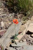 Papaver litwinowii