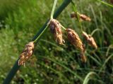 род Schoenoplectus