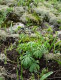 Potentilla recta
