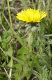род Taraxacum. Соцветие (вид сбоку). Казахстан, г. Астана, Алматинский р-н, просп. Б. Момышулы, газон у Дворца школьников, сорное. 26.04.2024.