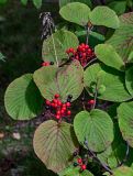 Viburnum furcatum. Верхушки ветвей с соплодиями. Сахалин, г. Южно-Сахалинск, горнолыжный комплекс \"Горный воздух\", опушка смешанного леса. 25.08.2023.