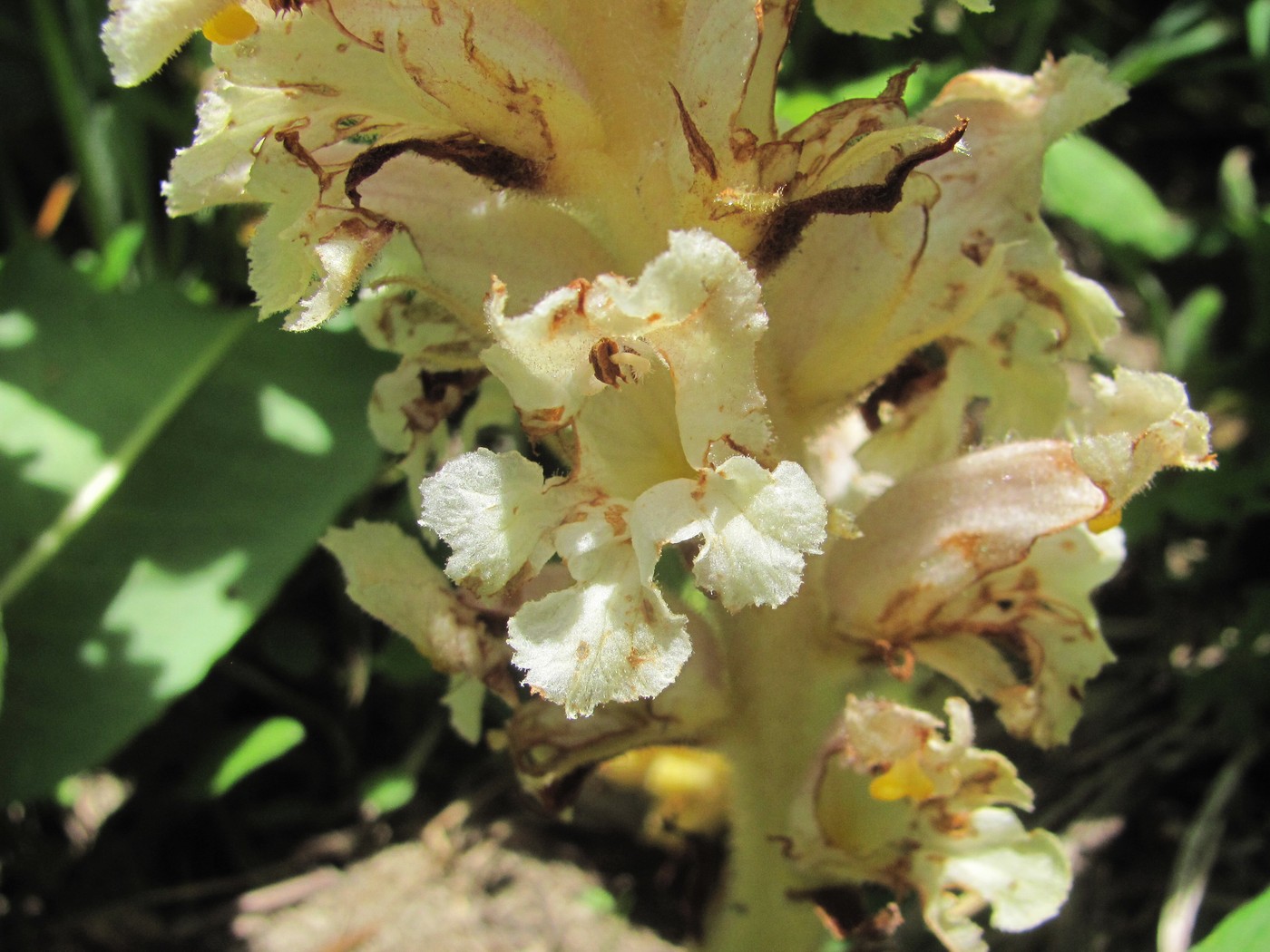 Изображение особи Orobanche grossheimii.