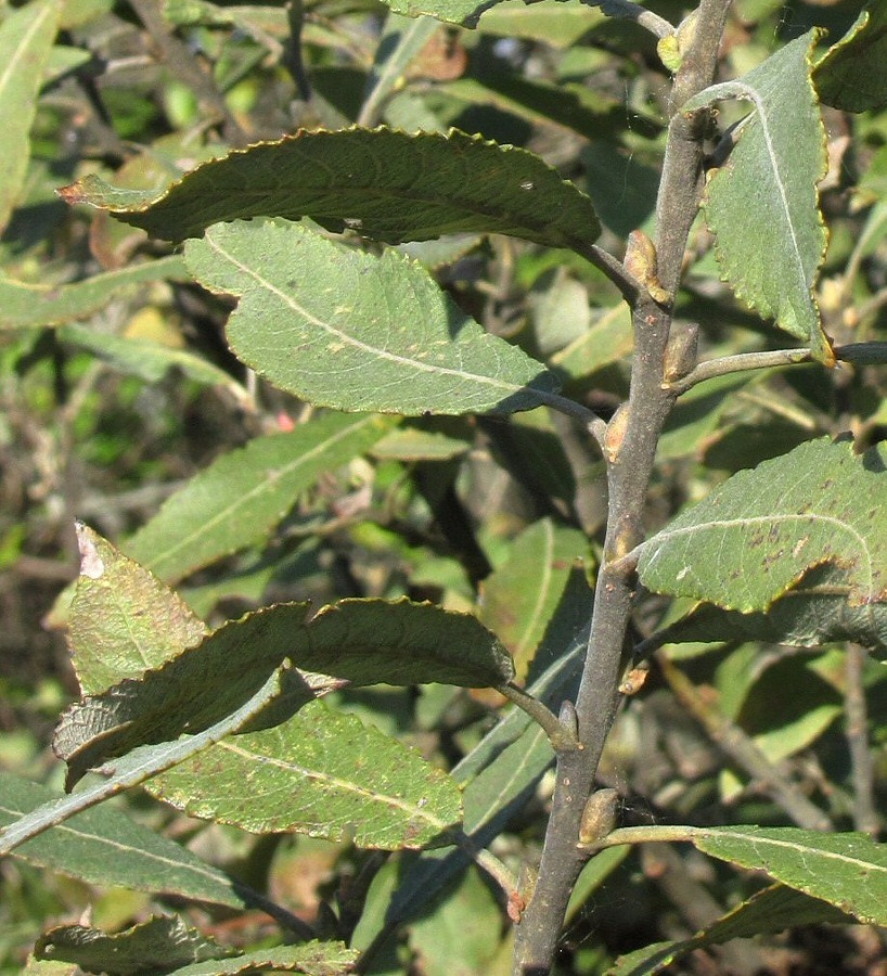 Image of Salix &times; puberula specimen.
