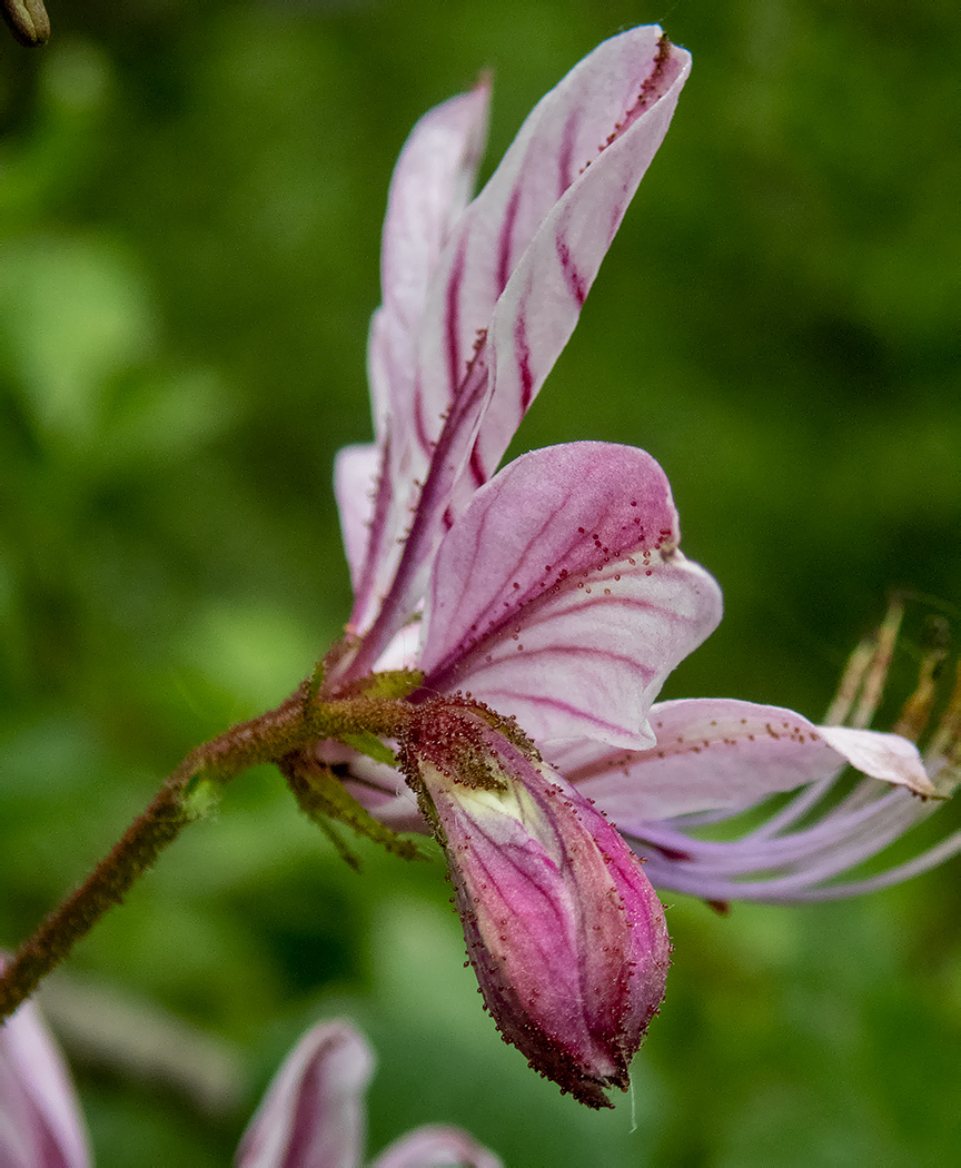 Изображение особи Dictamnus gymnostylis.