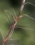 Image of taxon representative. Author is Вера Волкотруб