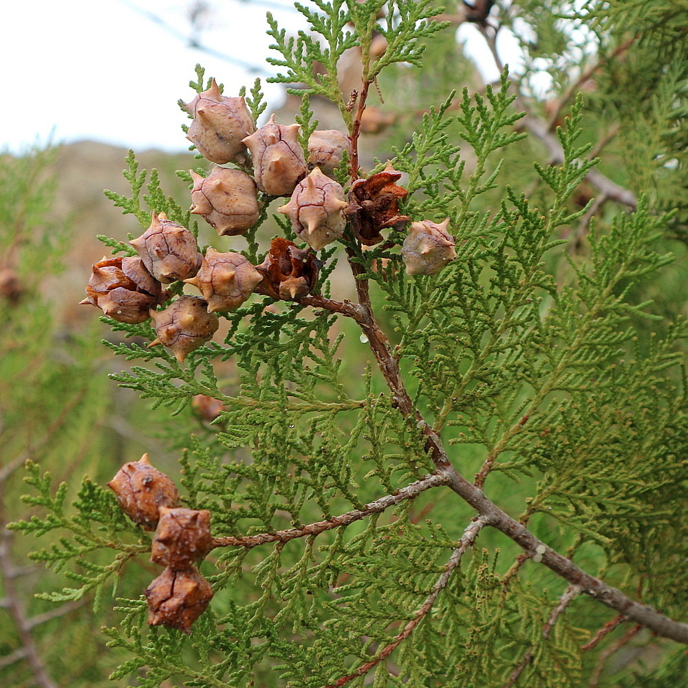 Изображение особи Platycladus orientalis.