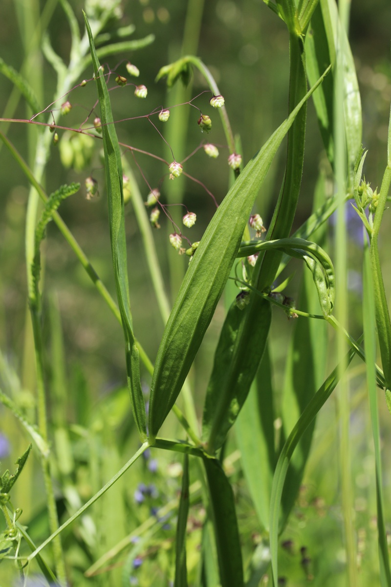 Изображение особи Lathyrus sylvestris.