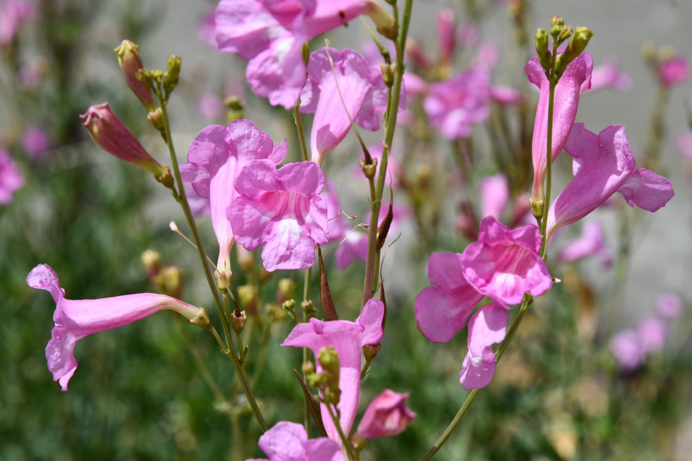 Изображение особи Incarvillea olgae.
