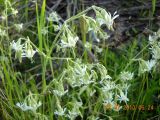 Silene nutans