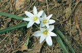 Ornithogalum fimbriatum