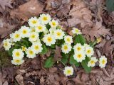 Primula vulgaris
