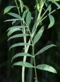 Astragalus angreni