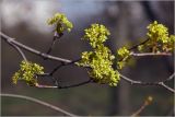 Acer platanoides