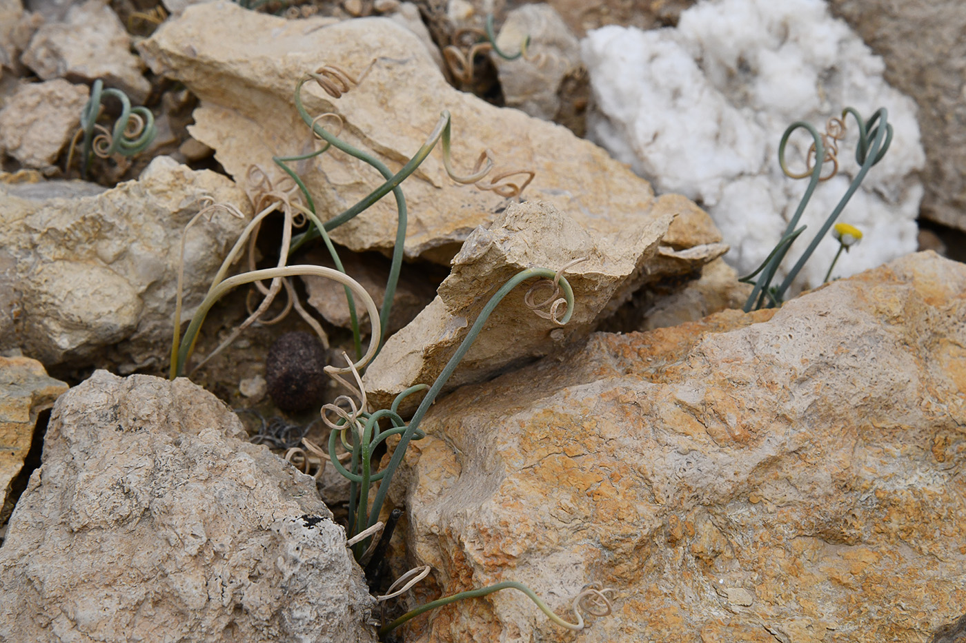 Image of Allium ophiophyllum specimen.