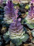 Brassica oleracea var. viridis