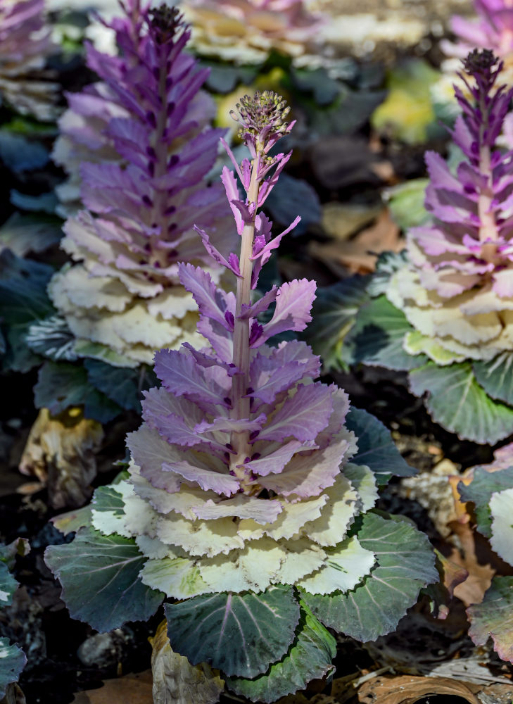 Image of Brassica oleracea var. viridis specimen.