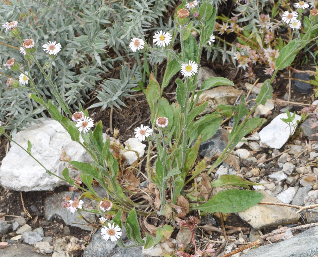 Image of Erigeron pseuderigeron specimen.