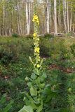 Verbascum phlomoides