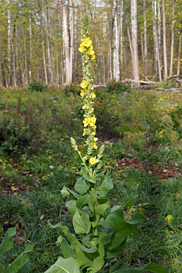 Изображение особи Verbascum phlomoides.
