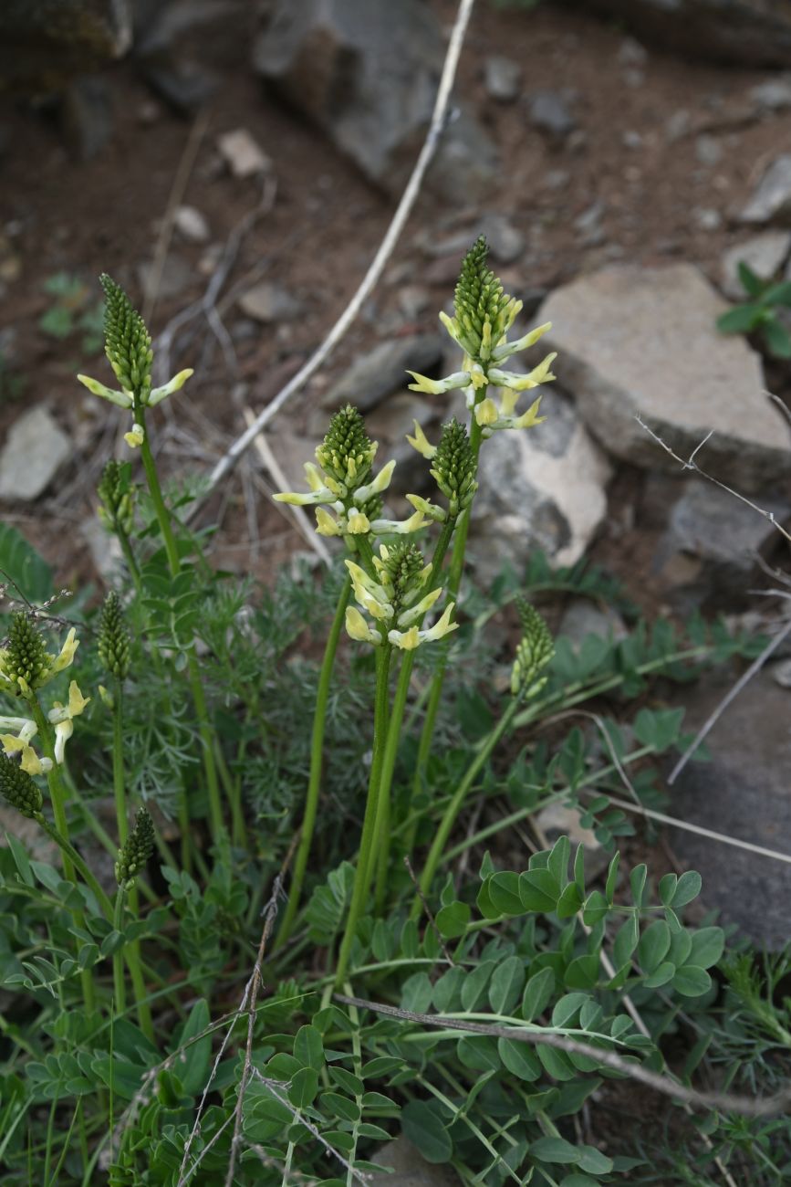 Изображение особи род Astragalus.
