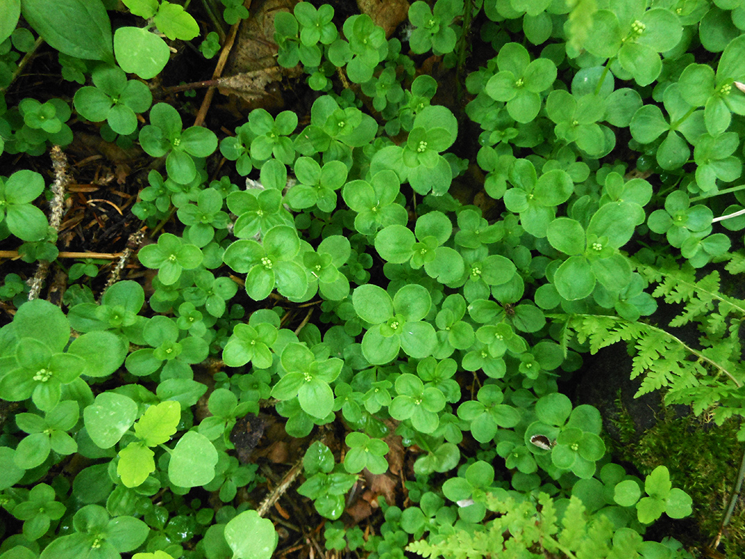 Image of Galium kamtschaticum specimen.