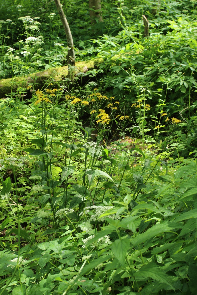 Image of Crepis paludosa specimen.