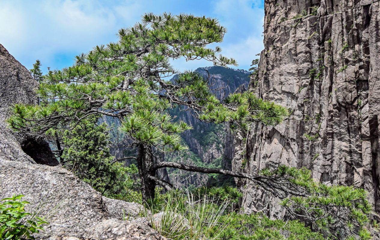 Изображение особи Pinus taiwanensis.