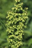 Rumex crispus. Незрелые плоды. Санкт-Петербург, Кировский р-н, край цветника. 20.07.2025.