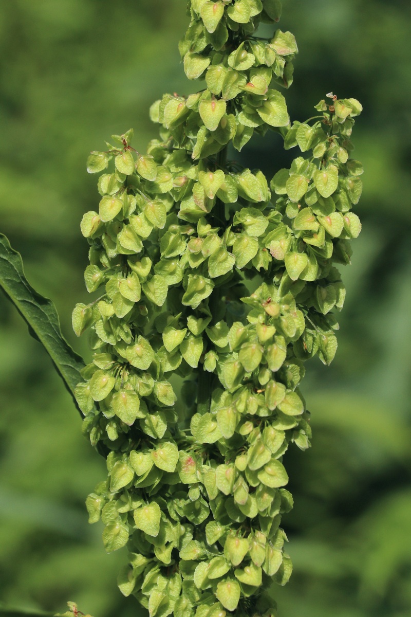 Image of Rumex crispus specimen.