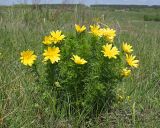 Adonis vernalis. Цветущее растение. Ульяновская обл., Мелекесский р-н, окр. с. Вишенка, ур. \"Овраг Медвежий\", нижняя часть, остепнённый склон. 30.04.2024.