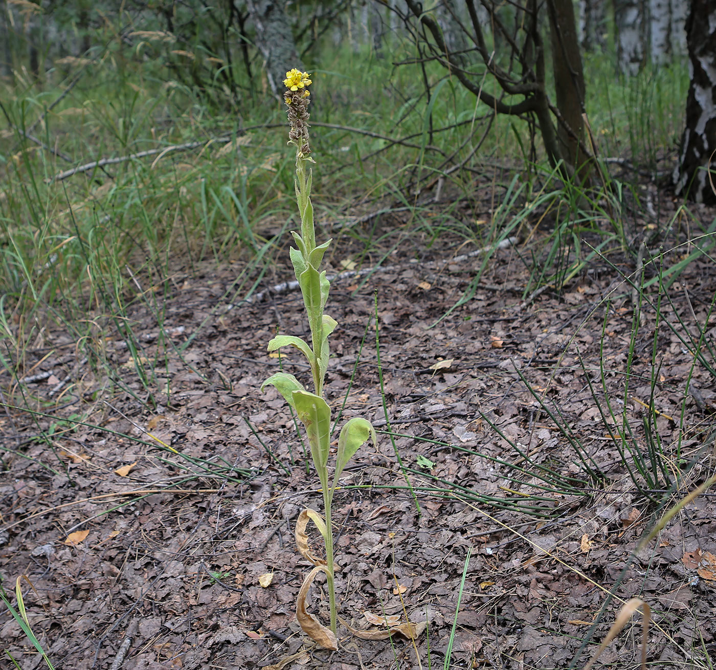 Изображение особи Verbascum thapsus.