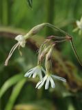 Silene nutans