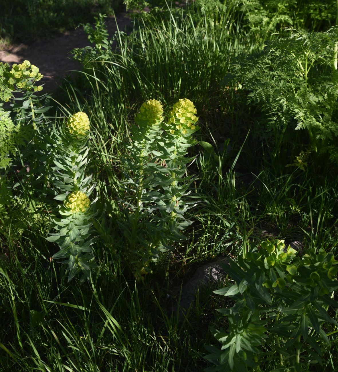 Изображение особи род Euphorbia.