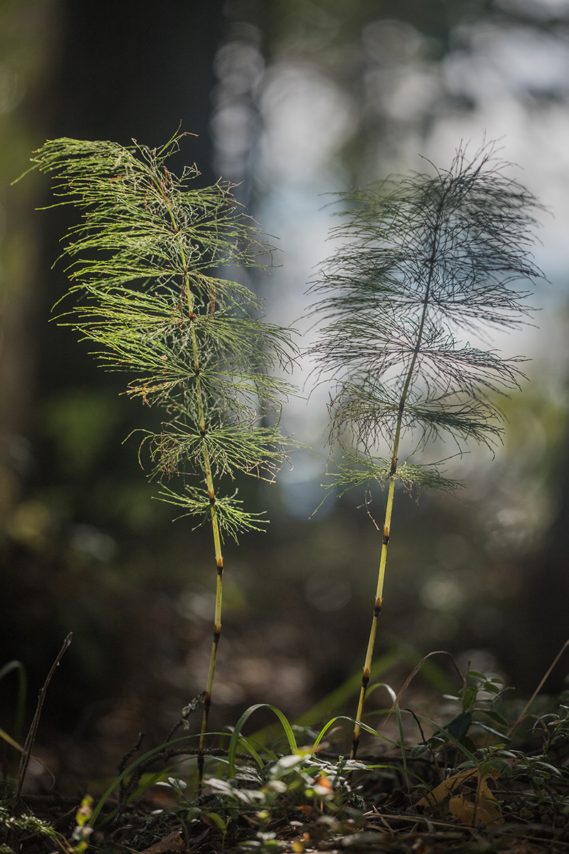 Image of Equisetum sylvaticum specimen.