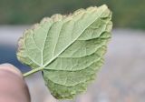 Agastache rugosa. Лист (вид на абаксиальную поверхность). Приморский край, окр. пос. Дунай, безымянная бухта, каменистый берег моря. 04.10.2025.
