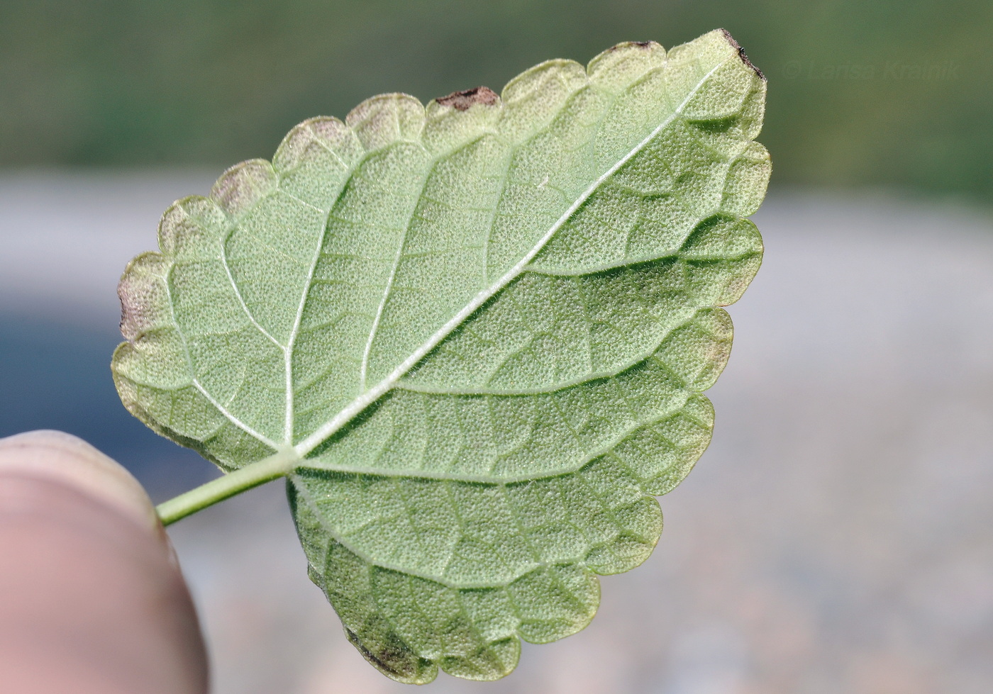 Image of Agastache rugosa specimen.