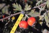 Crataegus orientalis. Часть веточки с плодами. ЮЗ Крым, окр. с. Резервное, гора Калафатлар, заросшая кустарником поляна. 16.10.2025.