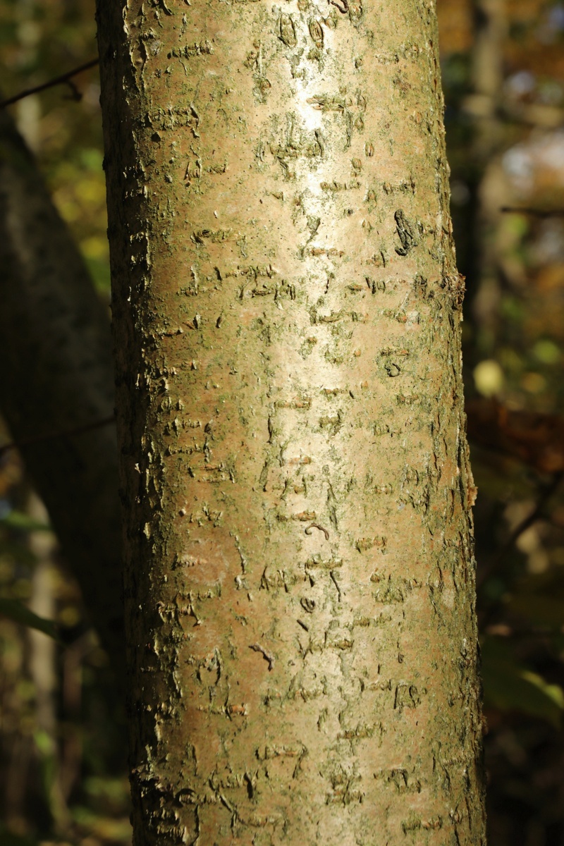 Изображение особи Corylus avellana.