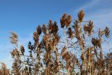 Phragmites australis