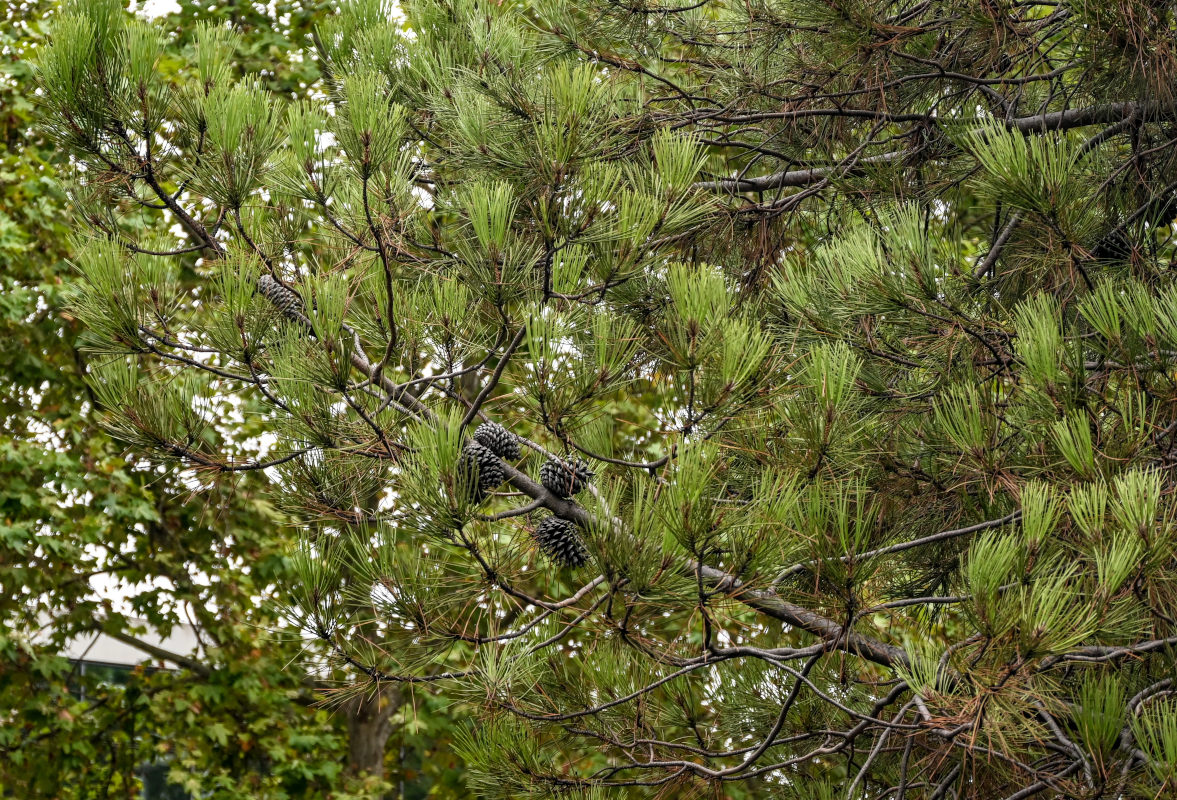 Изображение особи Pinus pinaster.