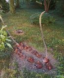 genus Eremurus. Проросшие и не проросшие луковицы. Абхазия, г. Сухум, Ботанический сад. 13.08.2024.