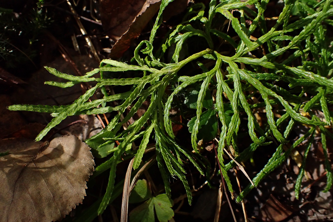 Изображение особи Diphasiastrum complanatum.