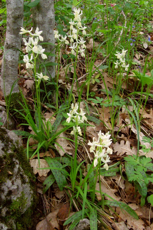 Image of Orchis provincialis specimen.