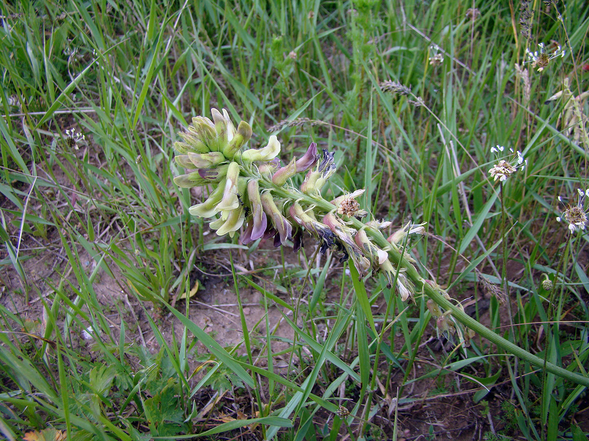 Image of Astragalus acormosus specimen.