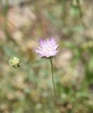 unknown species. Соцветие. Турция, ил Хаккяри, окр. ур. Кёпрюлю, выс. 1000 м н.у.м. 25 мая 2025 г.